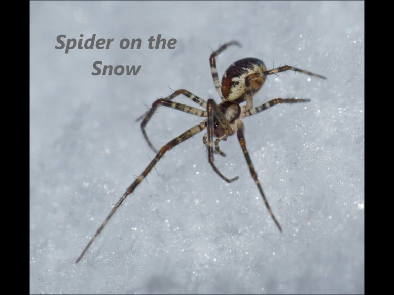 Spider on the Snow