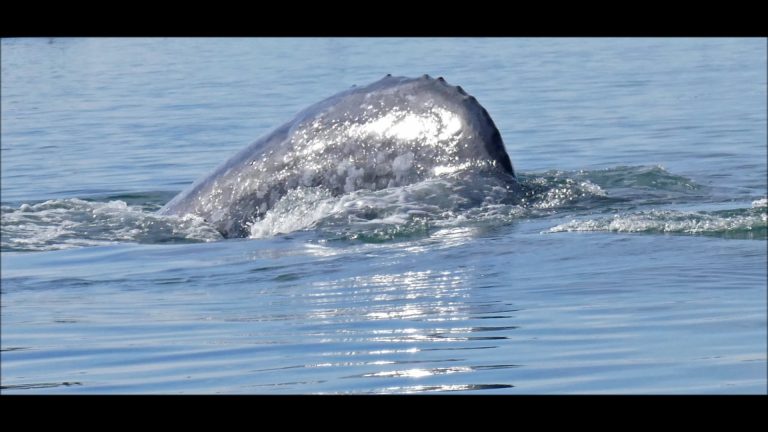 Gray Whale in Mexico