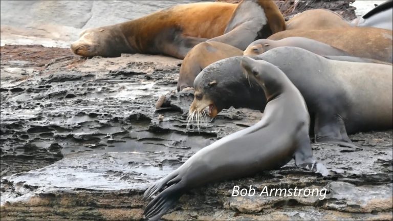 California Sea Lions