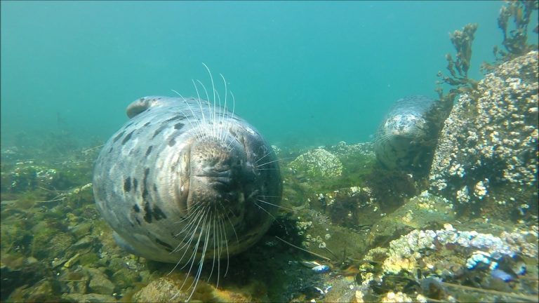 Harbor Seal Behavior Underwater the bedroom