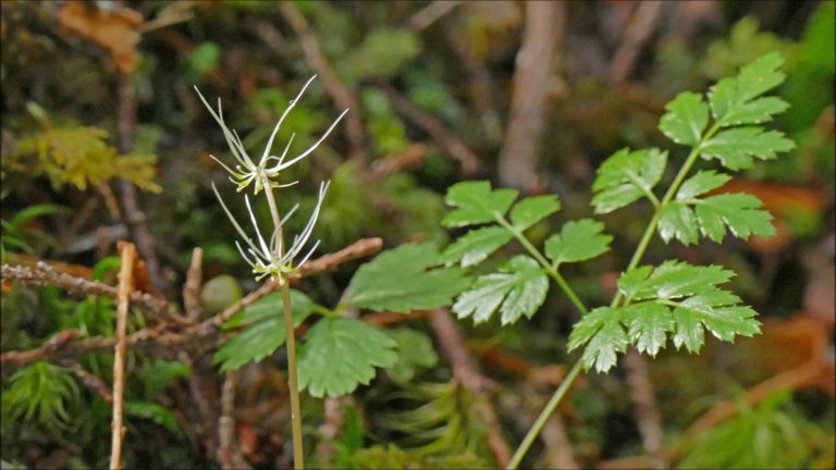 Fern-leaf Goldthread