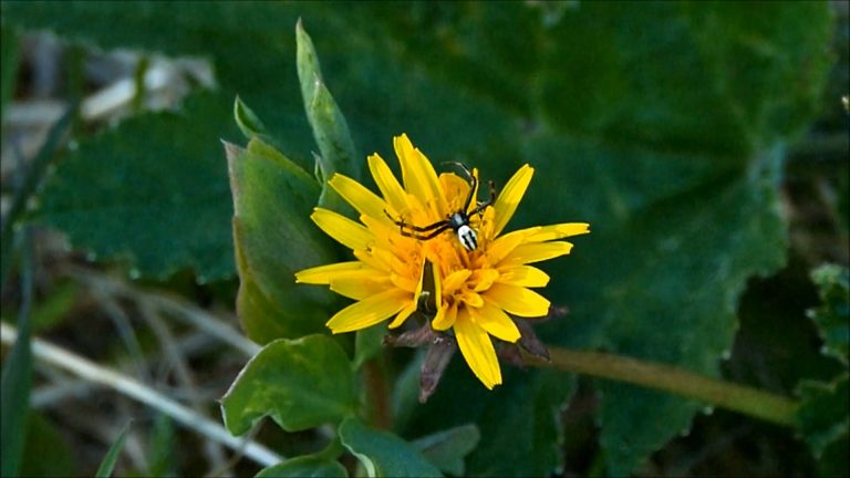 Male Crab Spider Leaves the Flower