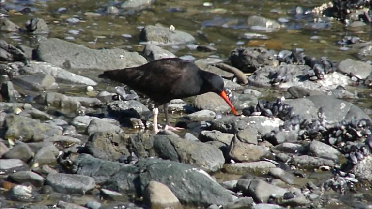 Black Oystercatchers eating Limpets