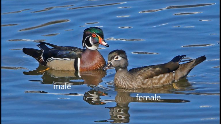 Dabbling Ducks