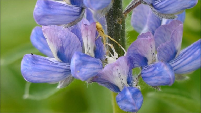 A Crab Spider interacts with