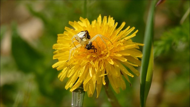 Female Crab Spider eats a male and another male mates with her