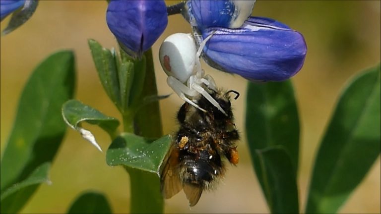 Crab Spider feeds on a Bumblebee