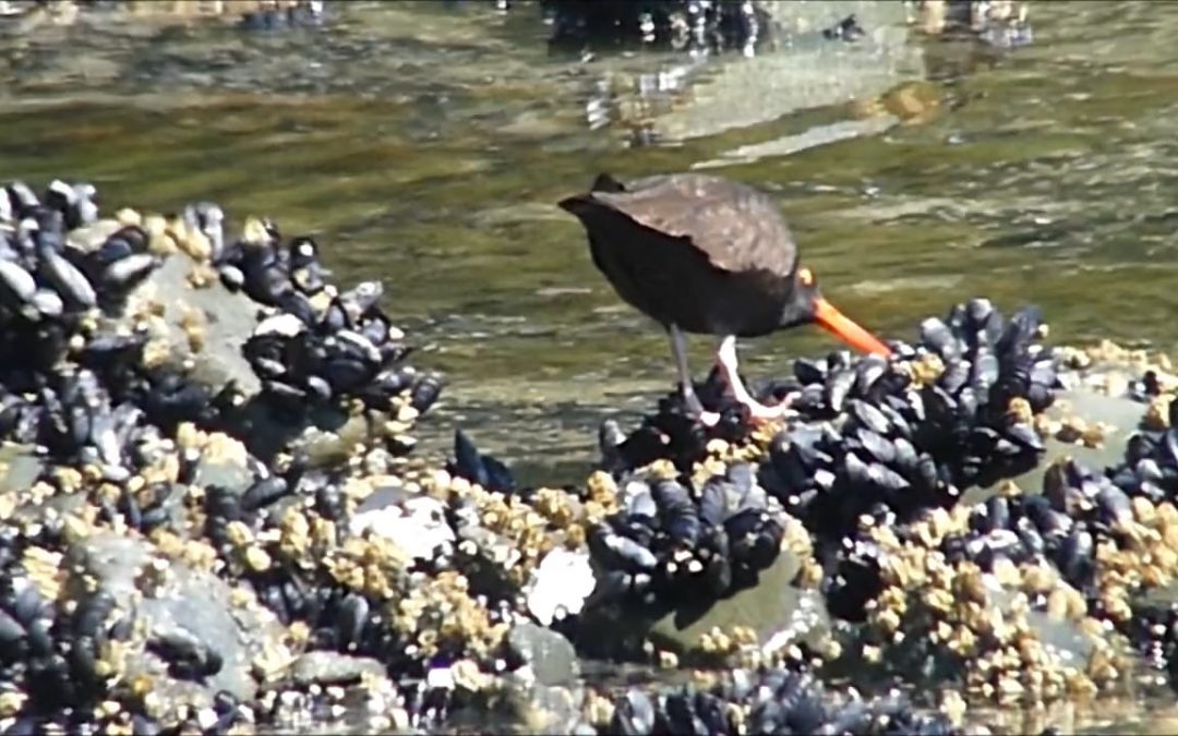 Black Oystercatcher eating Blue Mussels