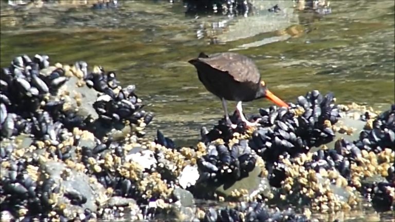 Black Oystercatcher eating Blue Mussels