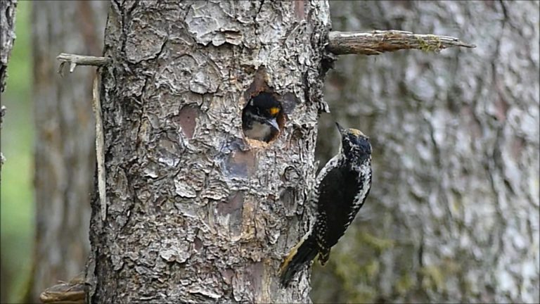 American Three-toed Woodpeckers feeding their youngster