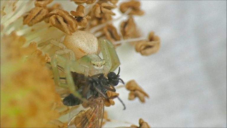 Crab Spiders Nest and Young
