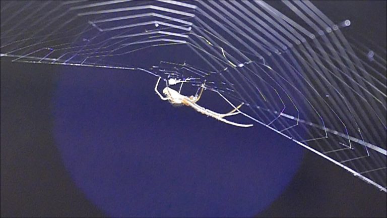 Spider Building its Web