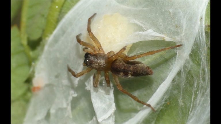 A Sac Spider Guards her Eggs