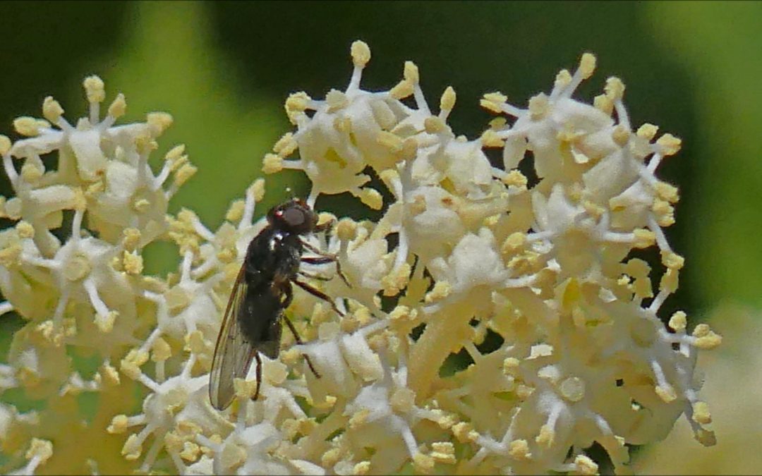 Insects on Elderberry Plants