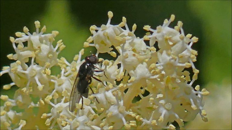 Insects on Elderberry Plants
