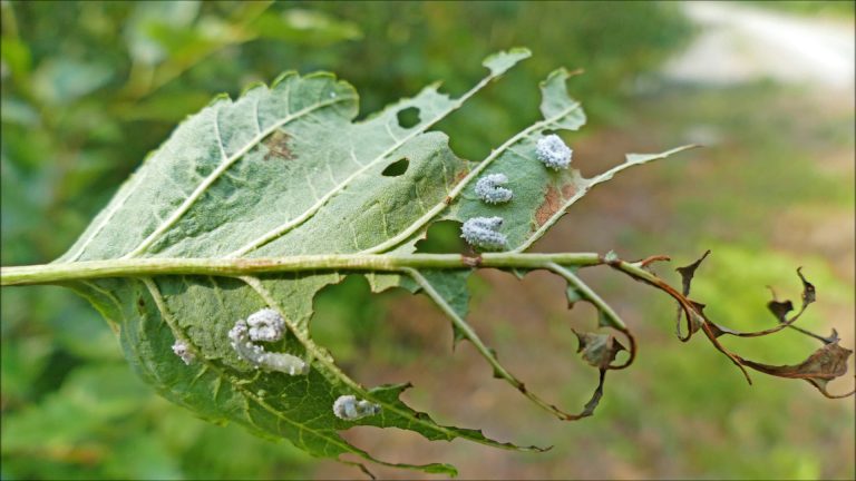 The Alder Woolly Sawfly
