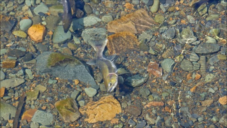 Temperatures of Juneau Freshwaters on August 12-13, 2019
