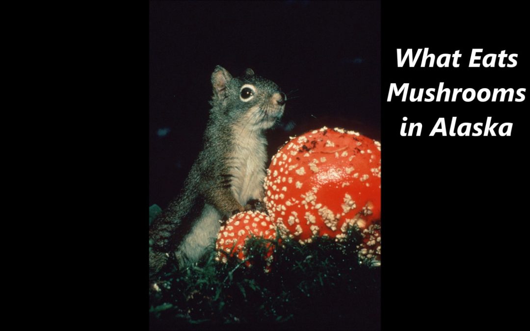 What eats Mushrooms in Alaska
