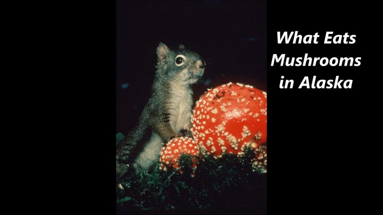 What eats Mushrooms in Alaska