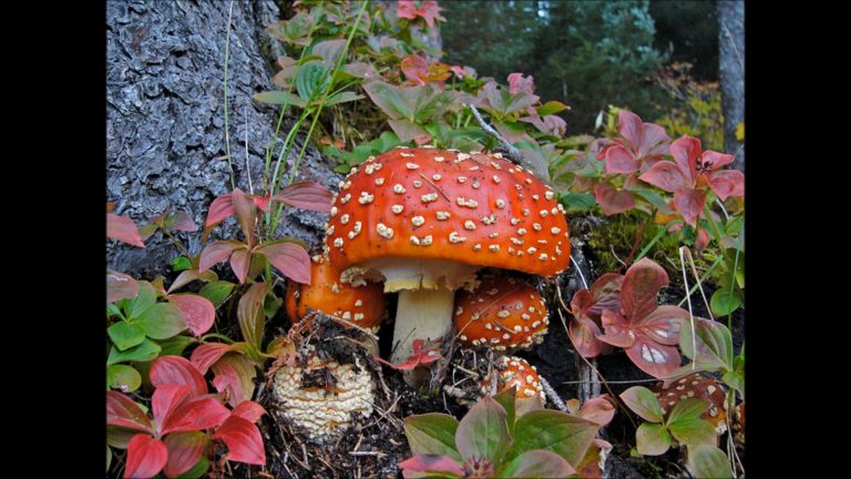The Beautiful Amanitas