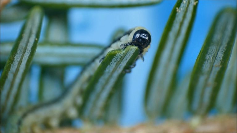 The Hemlock Sawfly