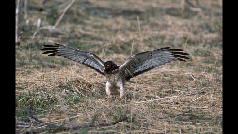 Northern Harriers in Alaska