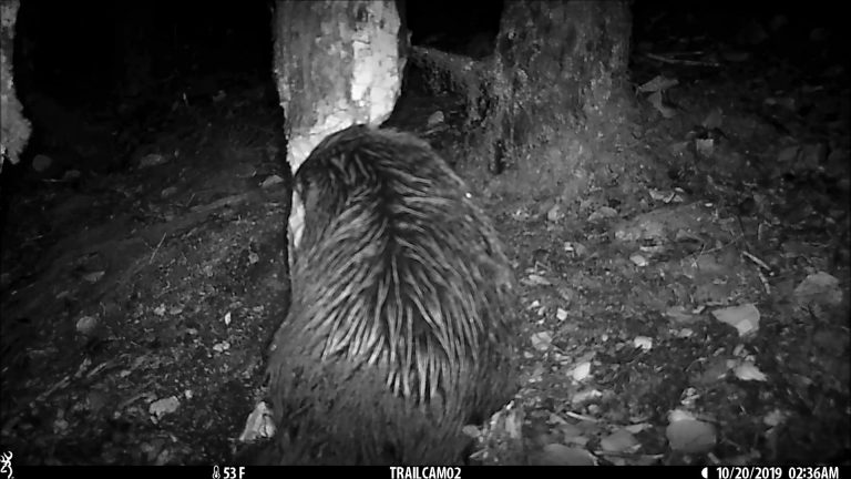 Beaver working on a Cottonwood Tree out of water