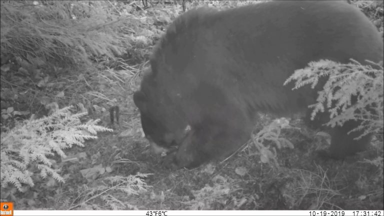 Black Bear Eating Northern Groundcone