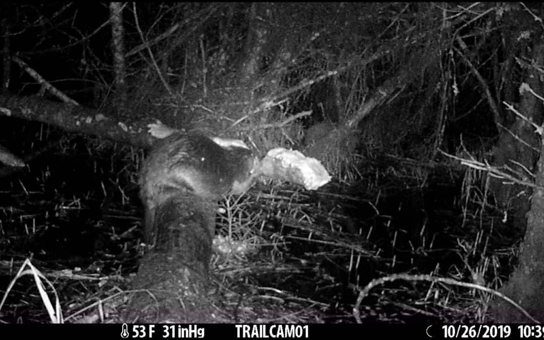 Beaver Cutting a Cottonwood Log