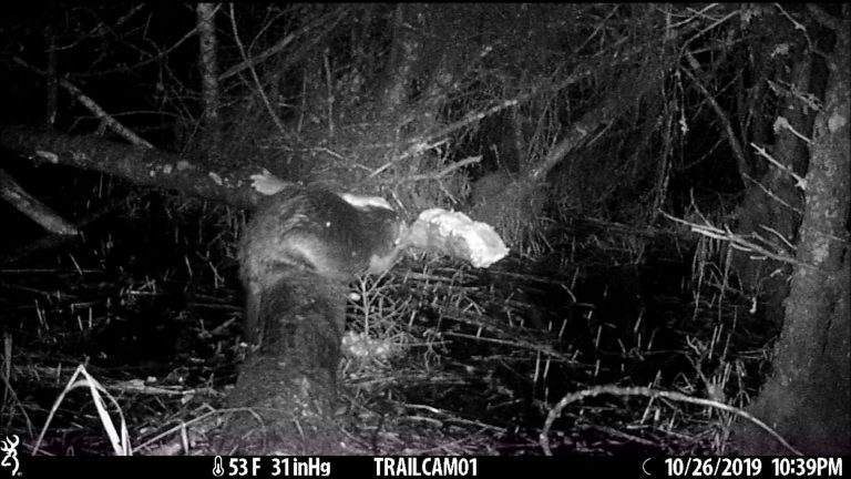 Beaver Cutting a Cottonwood Log