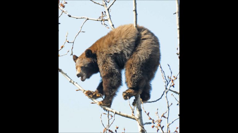 The Value of Black Cottonwood Trees