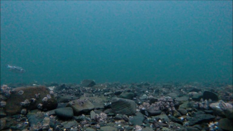Marbled Murrelet Flying Underwater