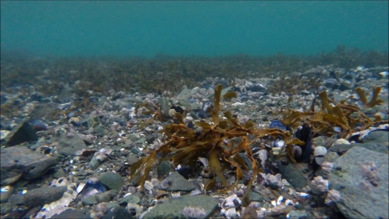 Opossum Shrimp can be hard to see