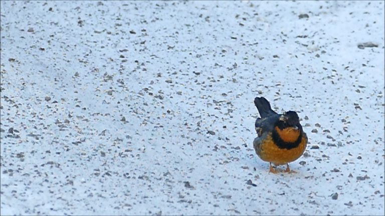 Varied Thrush Feeding on Salt