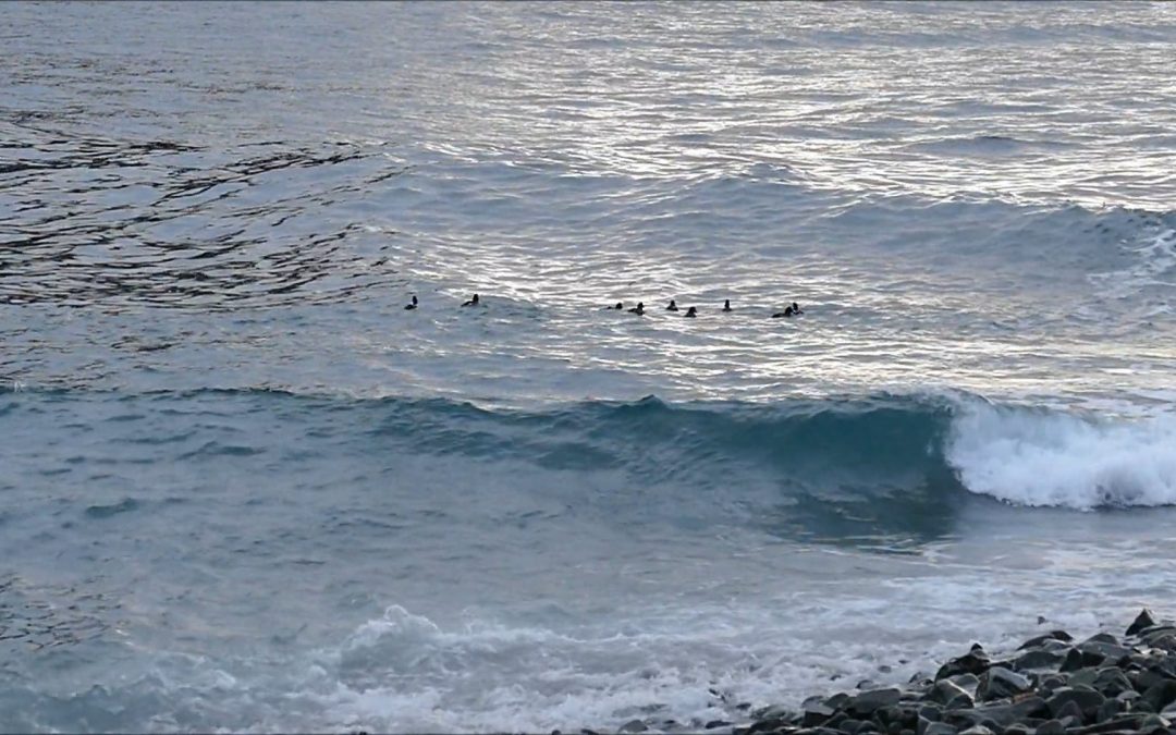 Goldeneyes Taking Advantage of the Surf