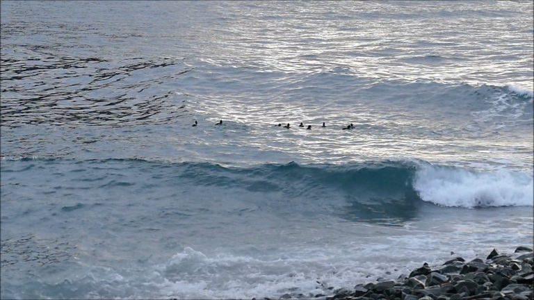 Goldeneyes Taking Advantage of the Surf