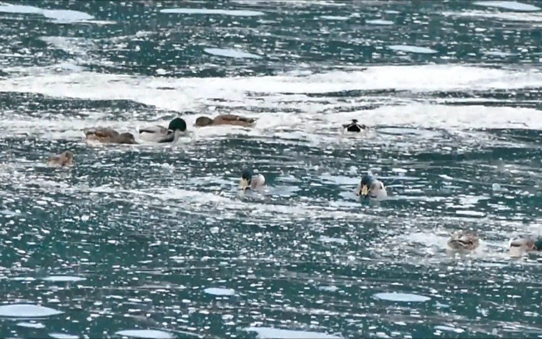 Mallards Taking Advantage of the Surf