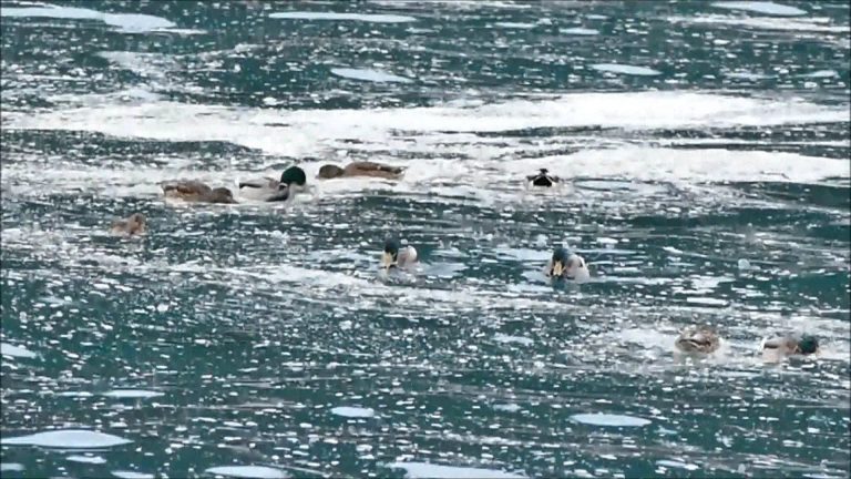 Mallards Taking Advantage of the Surf