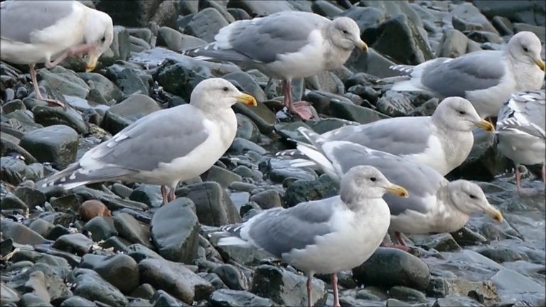 Gulls Taking Advantage of the Surf