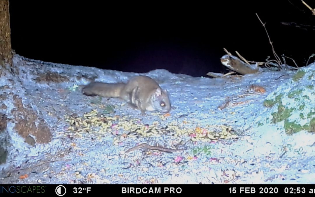 Northern Flying Squirrel