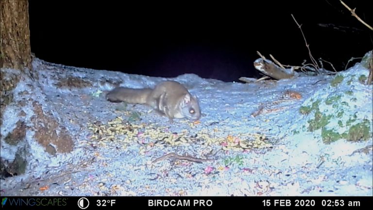 Northern Flying Squirrel