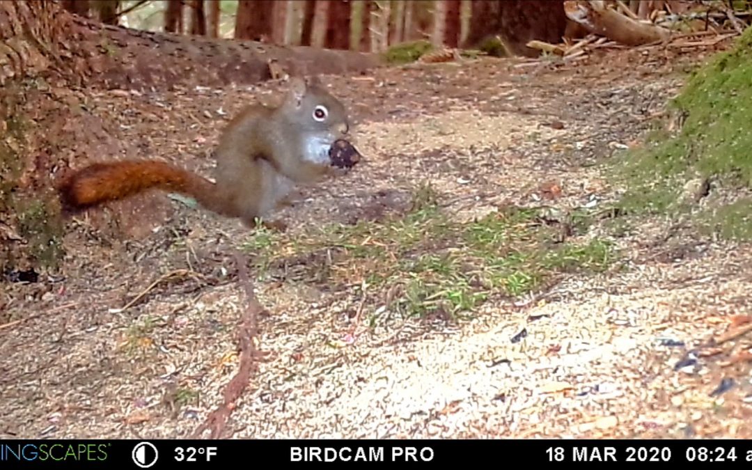 Red Squirrel Tastes a Truffle