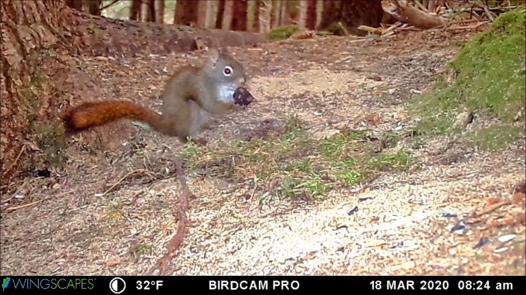 Red Squirrel Tastes a Truffle