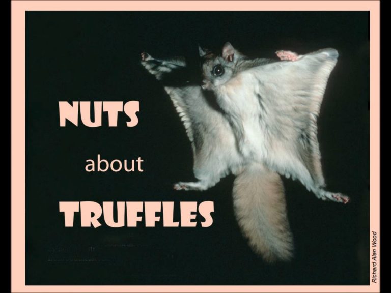 Nuts about Truffles