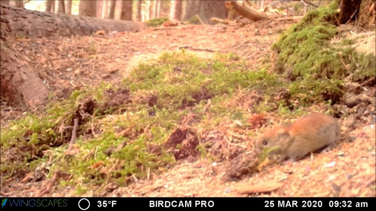 Northern Red-backed Voles feeding on Truffles