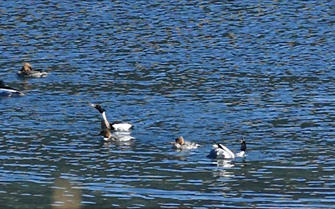 Red-breasted Merganser Courtship