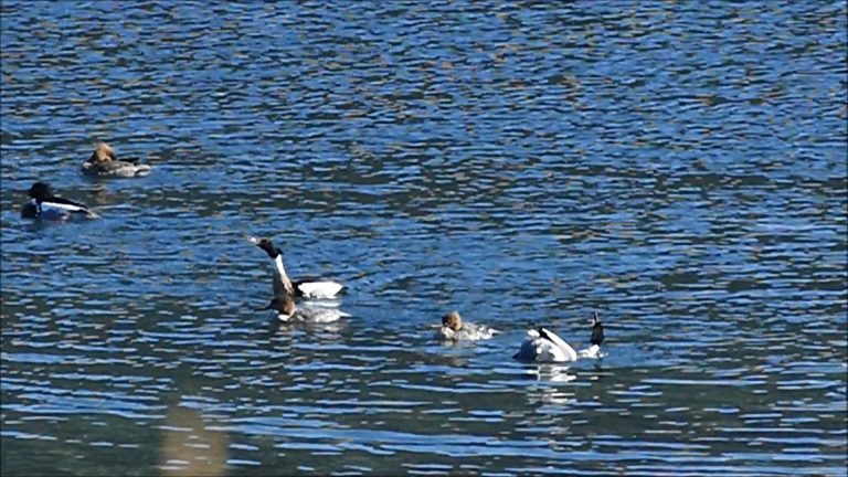 Red-breasted Merganser Courtship