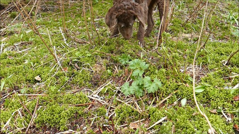 Training our Dog to find Truffles