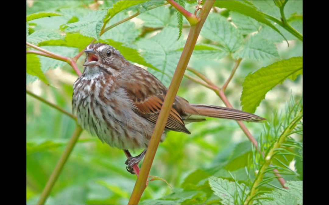 A Song Sparrows Nest
