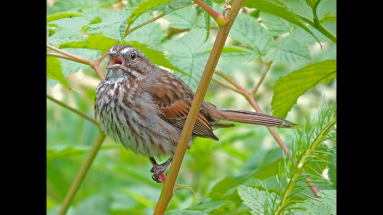A Song Sparrows Nest